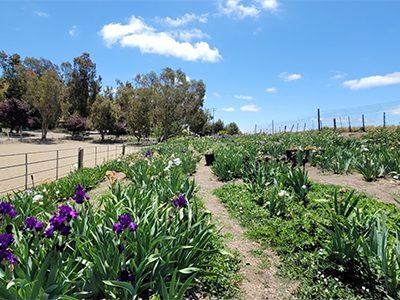 Nola’s Iris Garden